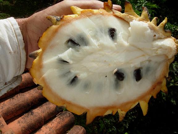 معرفی و راهنمای پرورش درختان میوه - بیریبا 